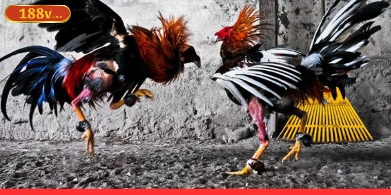 188V cung cấp đa dạng các hình thức chọi gà