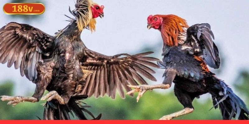 Các phương pháp xây dựng chiến lược cược đá gà