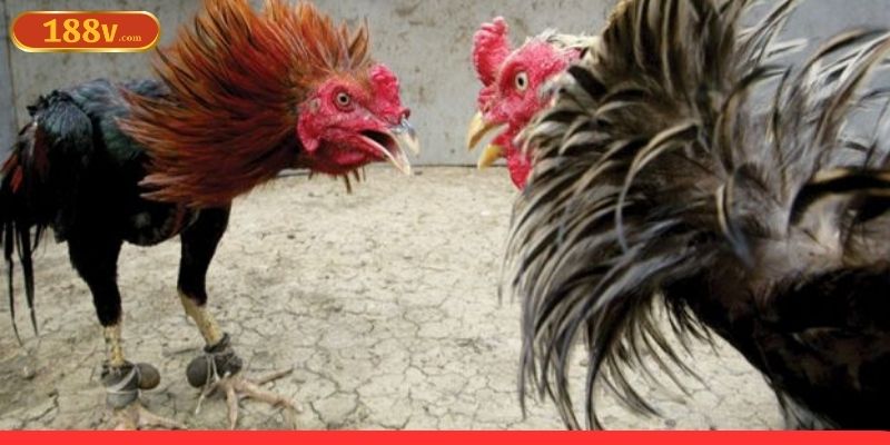 Sảnh đá gà 188V mang lại nhiều trận đấu đỉnh cao